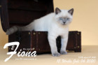 Fiona ist 12 Wochen alt ( 04.07.2020 )