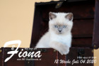 Fiona ist 12 Wochen alt ( 04.07.2020 )