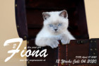 Fiona ist 12 Wochen alt ( 04.07.2020 )