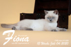Fiona ist 12 Wochen alt ( 04.07.2020 )