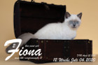 Fiona ist 12 Wochen alt ( 04.07.2020 )