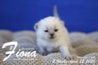 Fiona ist 2 Wochen alt ( 22.04.2020 )
