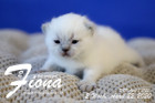 Fiona ist 2 Wochen alt ( 22.04.2020 )