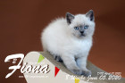 Fiona ist 8 Wochen alt ( 05.06.2020 )