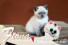Fiona ist 8 Wochen alt ( 05.06.2020 )