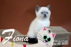 Fiona ist 8 Wochen alt ( 05.06.2020 )