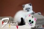 Fiona ist 8 Wochen alt ( 05.06.2020 )