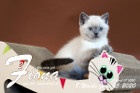 Fiona ist 8 Wochen alt ( 05.06.2020 )