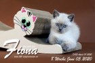 Fiona ist 8 Wochen alt ( 05.06.2020 )