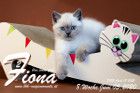 Fiona ist 8 Wochen alt ( 05.06.2020 )