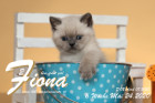Fiona ist 6 Wochen alt ( 24.05.2020 )