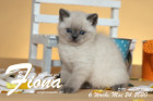 Fiona ist 6 Wochen alt ( 24.05.2020 )