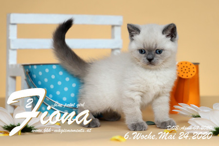 Fiona ist 6 Wochen alt ( 24.05.2020 )