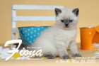 Fiona ist 6 Wochen alt ( 24.05.2020 )