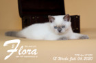 Flora ist 12 Wochen alt ( 04.07.2020 )