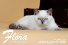 Flora ist 12 Wochen alt ( 04.07.2020 )