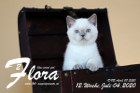 Flora ist 12 Wochen alt ( 04.07.2020 )