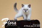 Flora ist 12 Wochen alt ( 04.07.2020 )