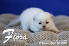 Flora ist 2 Wochen alt ( 22.04.2020 )