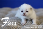 Flora ist 2 Wochen alt ( 22.04.2020 )