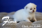 Flora ist 2 Wochen alt ( 22.04.2020 )