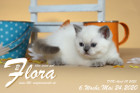 Flora ist 6 Wochen alt ( 24.05.2020 )