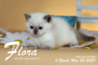 Flora ist 6 Wochen alt ( 24.05.2020 )