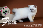 Flora ist 8 Wochen alt ( 05.06.2020 )