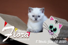 Flora ist 8 Wochen alt ( 05.06.2020 )
