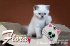 Flora ist 8 Wochen alt ( 05.06.2020 )