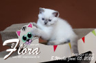 Flora ist 8 Wochen alt ( 05.06.2020 )