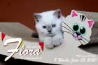 Flora ist 8 Wochen alt ( 05.06.2020 )