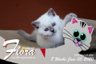 Flora ist 8 Wochen alt ( 05.06.2020 )