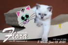 Flora ist 8 Wochen alt ( 05.06.2020 )