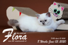 Flora ist 8 Wochen alt ( 05.06.2020 )