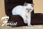 Forrest ist 12 Wochen alt ( 04.07.2020 )