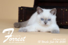 Forrest ist 12 Wochen alt ( 04.07.2020 )