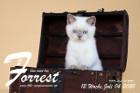 Forrest ist 12 Wochen alt ( 04.07.2020 )