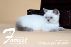 Forrest ist 12 Wochen alt ( 04.07.2020 )