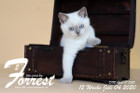 Forrest ist 12 Wochen alt ( 04.07.2020 )