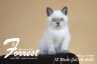 Forrest ist 12 Wochen alt ( 04.07.2020 )
