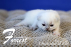 Forrest ist 2 Wochen alt ( 22.04.2020 )