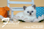 Forrest ist 6 Wochen alt ( 24.05.2020 )