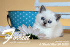 Forrest ist 6 Wochen alt ( 24.05.2020 )