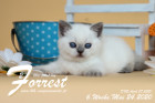 Forrest ist 6 Wochen alt ( 24.05.2020 )