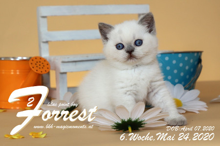 Forrest ist 6 Wochen alt ( 24.05.2020 )