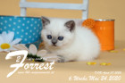 Forrest ist 6 Wochen alt ( 24.05.2020 )