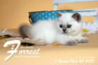 Forrest ist 6 Wochen alt ( 24.05.2020 )
