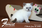 Forrest ist 8 Wochen alt ( 05.06.2020 )