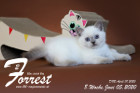 Forrest ist 8 Wochen alt ( 05.06.2020 )